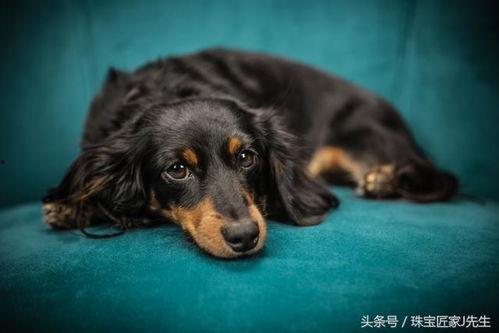 雪可爱爆料陈死狗视频下载,下载背后的真相与争议 第1张 雪可爱爆料陈死狗视频下载,下载背后的真相与争议 第1张